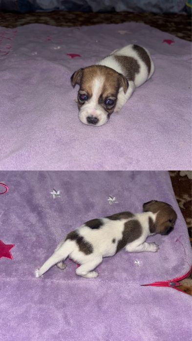 Джек рассел терьер щенки