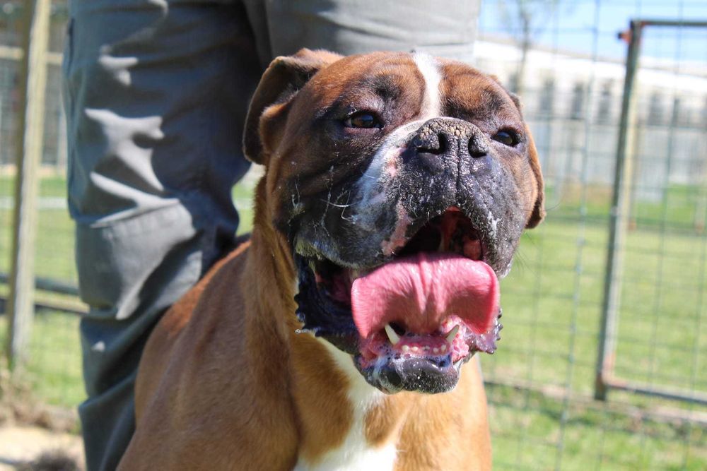 Cachorra Boxer TOP