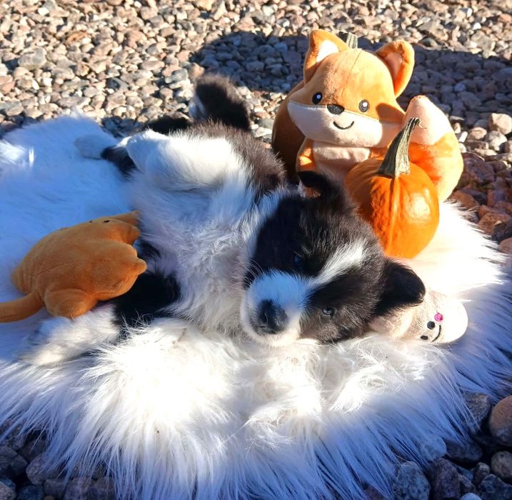 Śliczna Suczka Border Collie