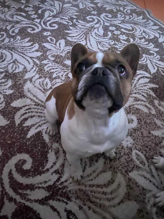 В'язка французького бульдога