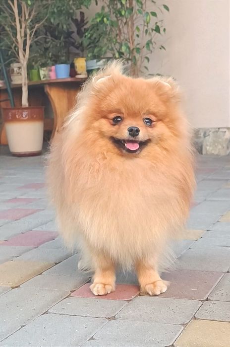 Мальчик померанского шпица.