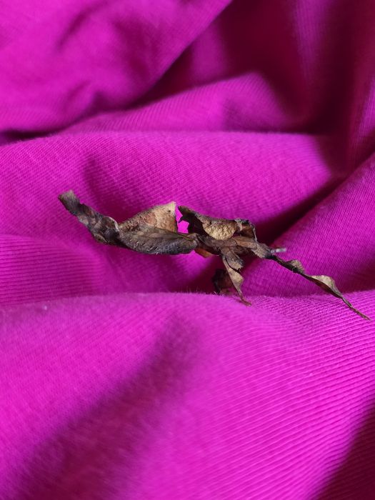 Phyllocrania paradoxa – modliszka liściogłowa L5/ straszyki