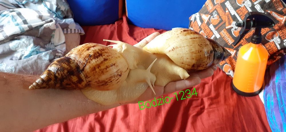 Ślimak afrykański Achatina reticulata albino body. Gigant.