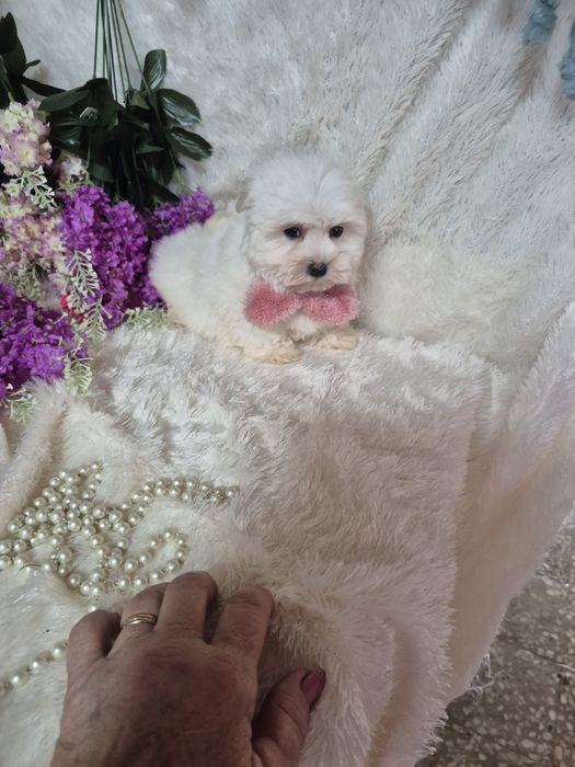 Bichon Maltês Fêmea  Criadora Registada PT3088FL