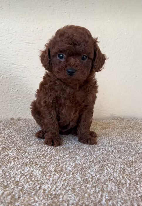 Той пудель супер малюк, насичений ред Браун