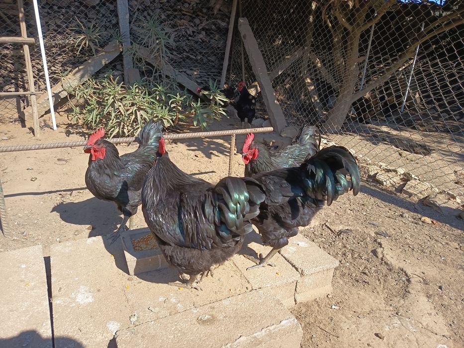 Vendo Galos de raça Jersey Gigante Negro
