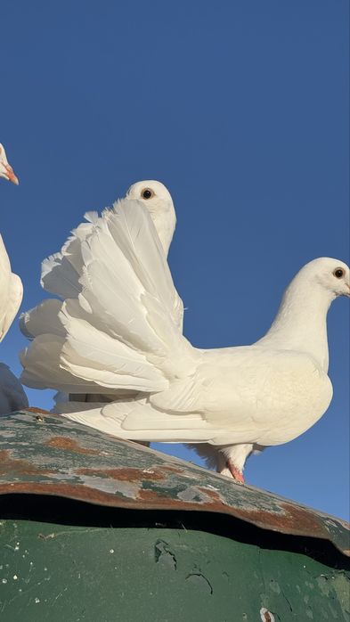 Pombos de leque Branco