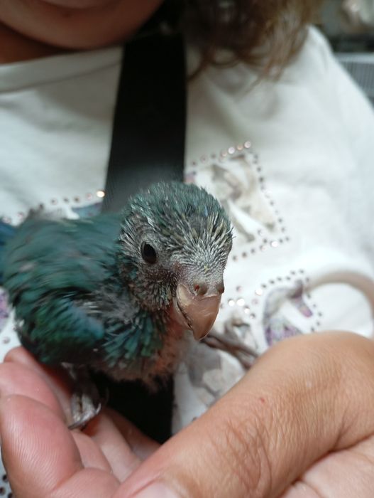 Kakarikis e caturras