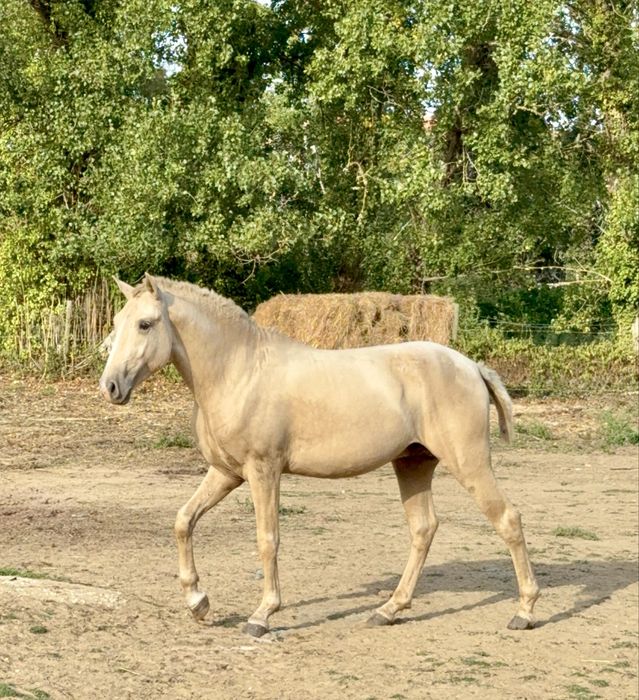Young Lusitano Horses
