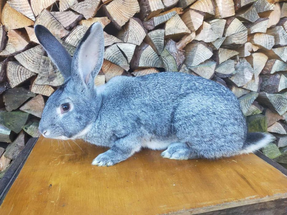 Кролі породи Шиншила. Німецький строкатий велетень.