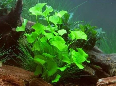 Rośliny akwariowe z przycinki zbiorników