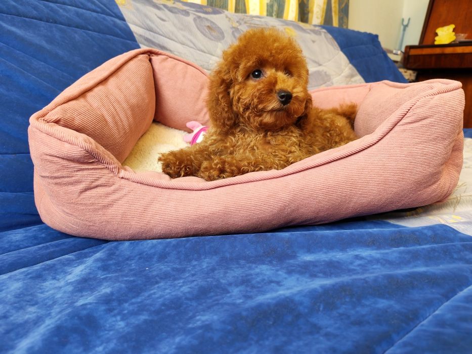 Той пудель мальчик