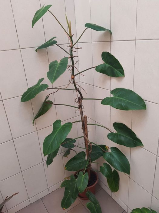 Plantas de interior