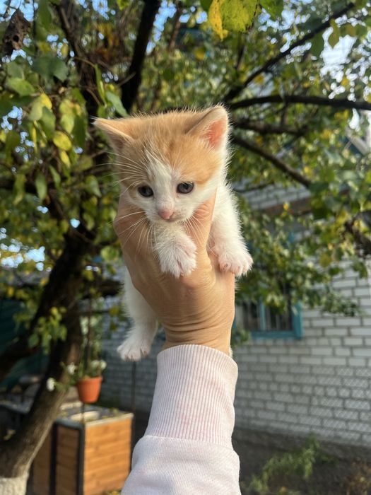 Кошенята шукають дім
