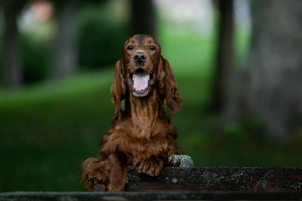 Seter Irlandzki szczenięta