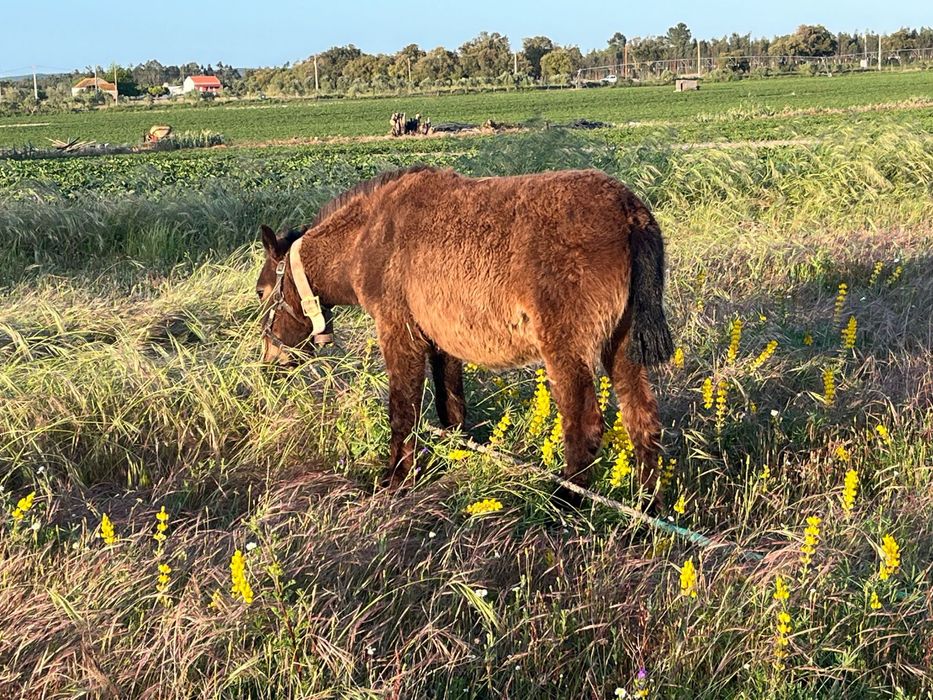 Ponei femea para venda