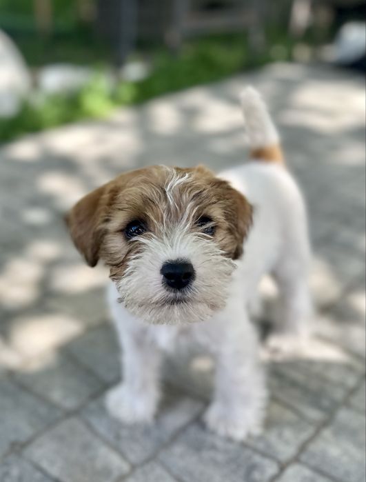 Jack Russell Terrier