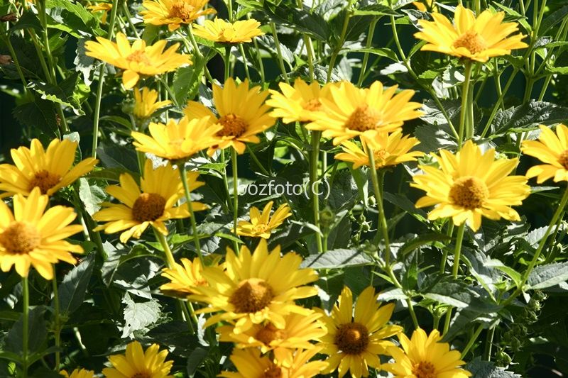 Sprzedam byliny do ogrodu 10szt