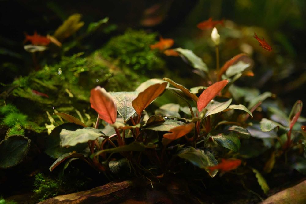 Буцефаландра Bucephalandra sp. Super Blue type Round: 536 грн