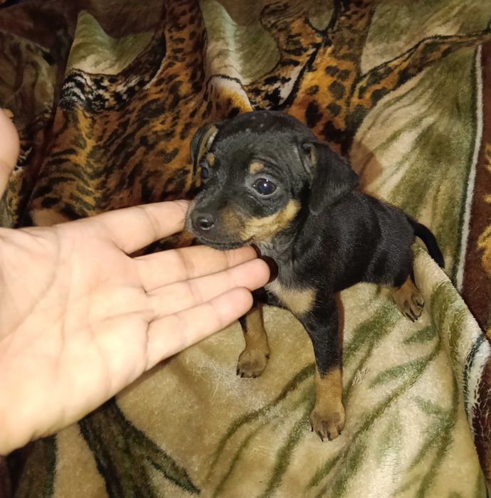 Pinscher miniatura macho