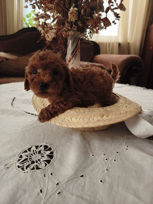 Той пудель   ксу хлопчик