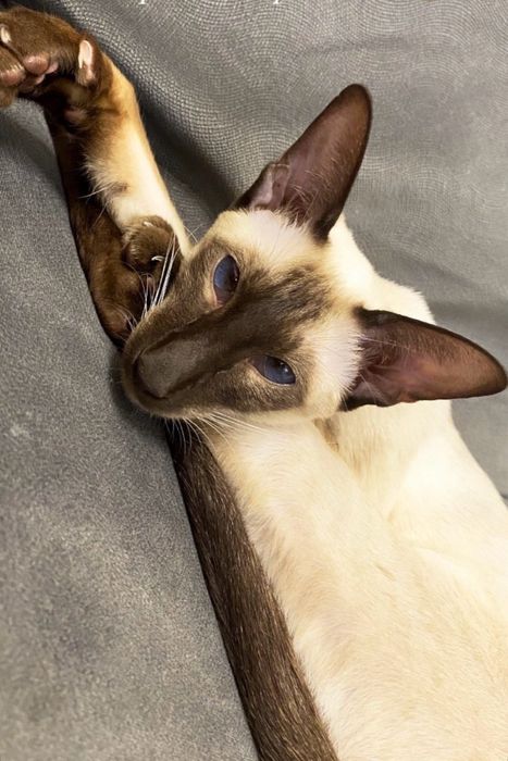 Ориентальная девочка