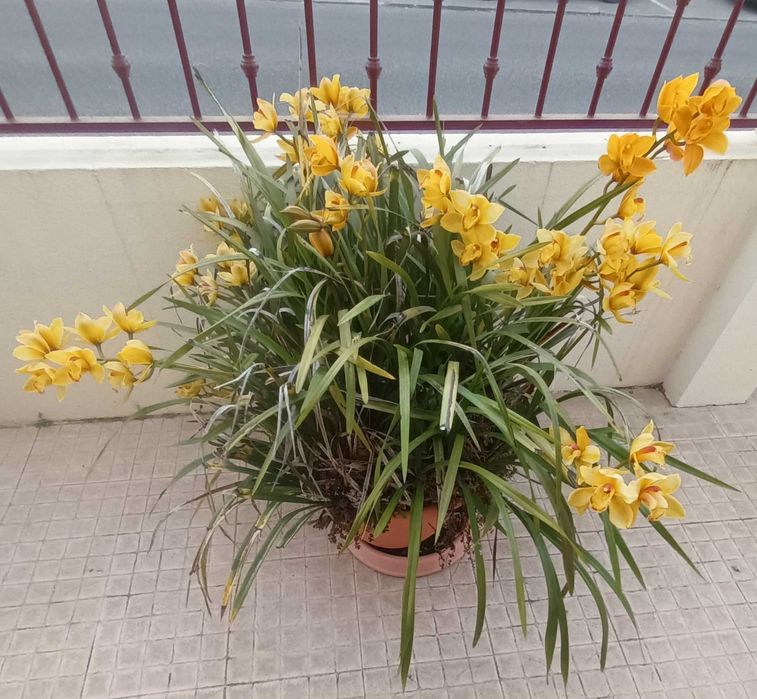 Orquídea em tom de amarelo