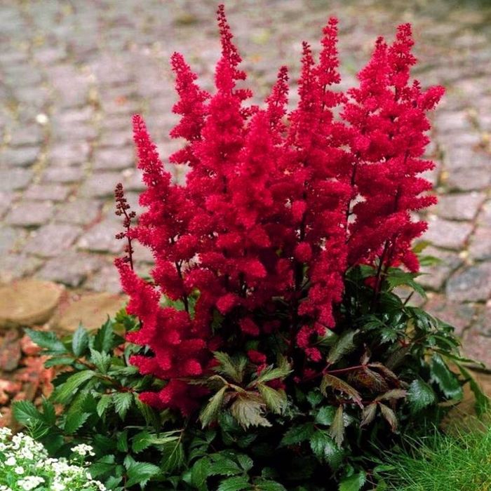 Sadzonka Tawułka bylina okazja