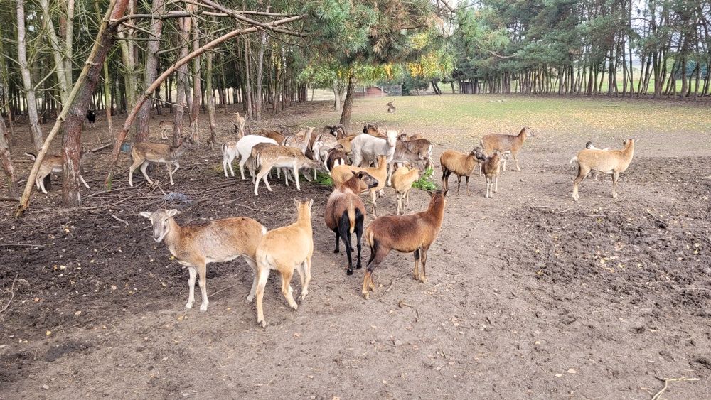 Sprzedam Daniele i muflony. Daniel muflon