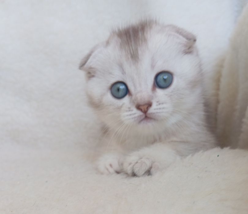 Вислоухие котята скоттиш фолд