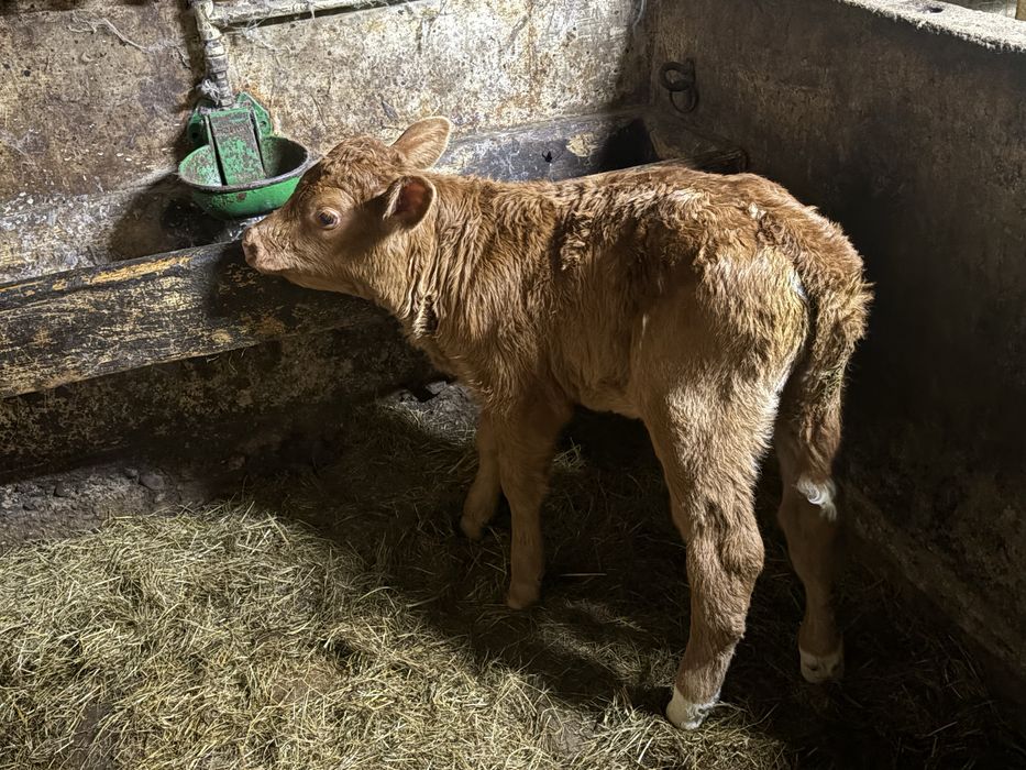 Cieliczka lm mieszanka