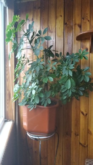 Большой цветок ШЕФЛЕРА