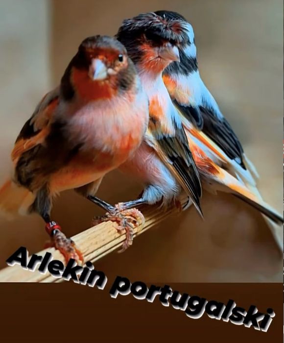 Kanarek kanarki arlekin portugalski