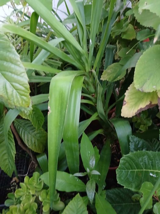 Plantas yucas em vaso