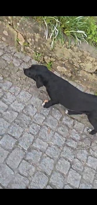 Cães cruzados de lavradore