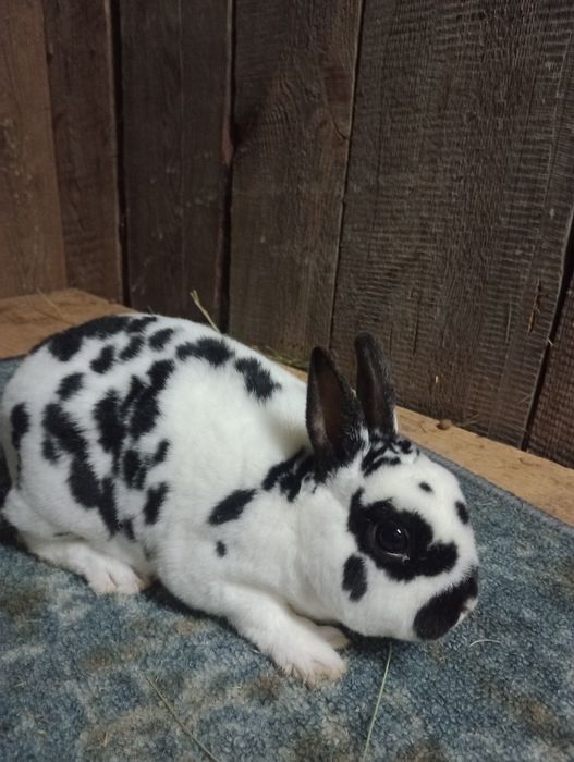 Karzełki rex dalmatyńskie