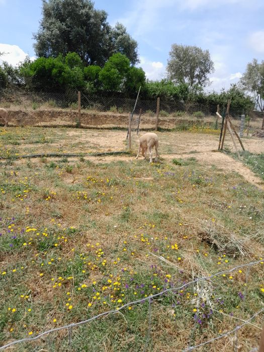 Borregos para  mudar de pasto