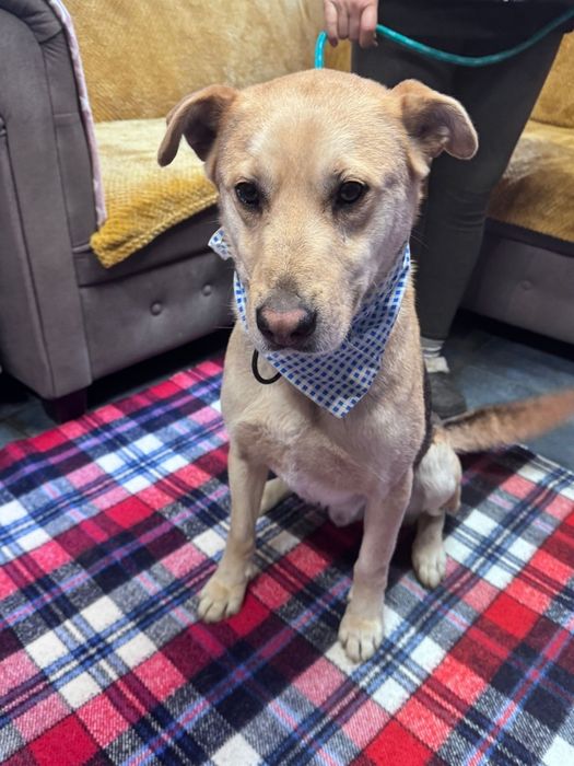 Piesek okolo 2.5 roku