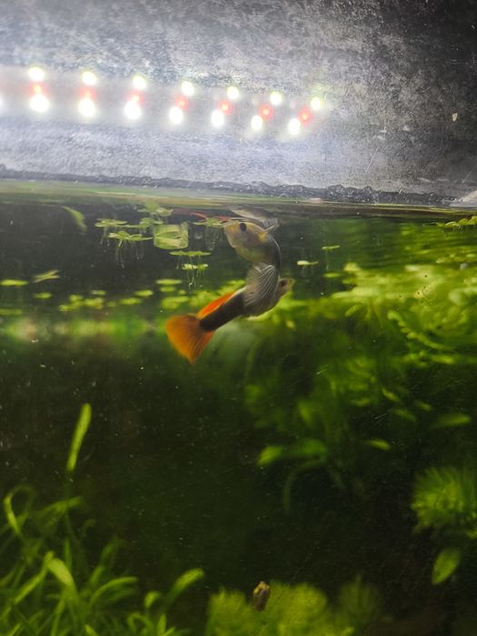 Vendo guppies V.N Famalicão