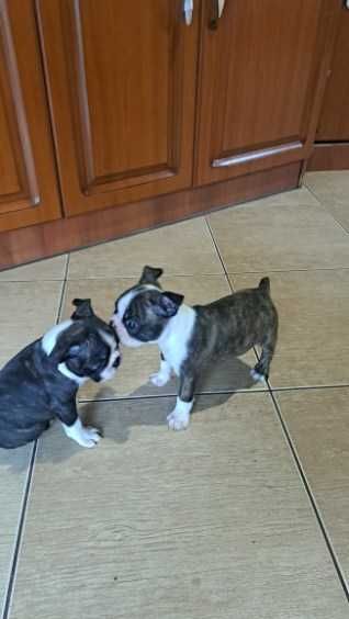 Boston Terrier suczka rodowodowa