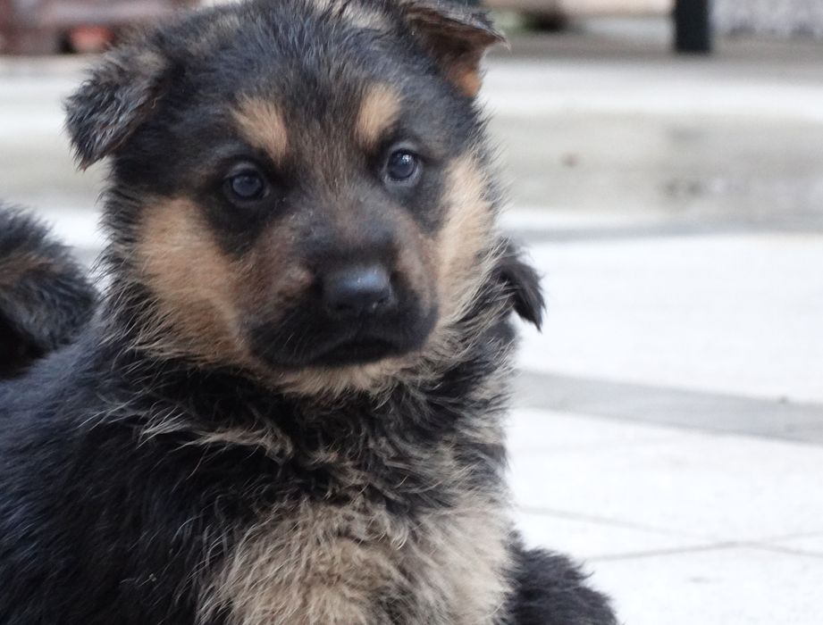 Pastor alemão macho