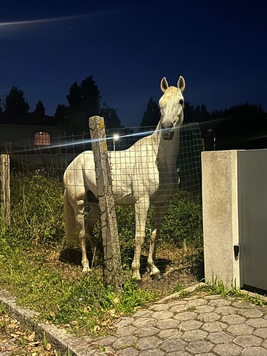 Cavalo Lusitano Cruzado