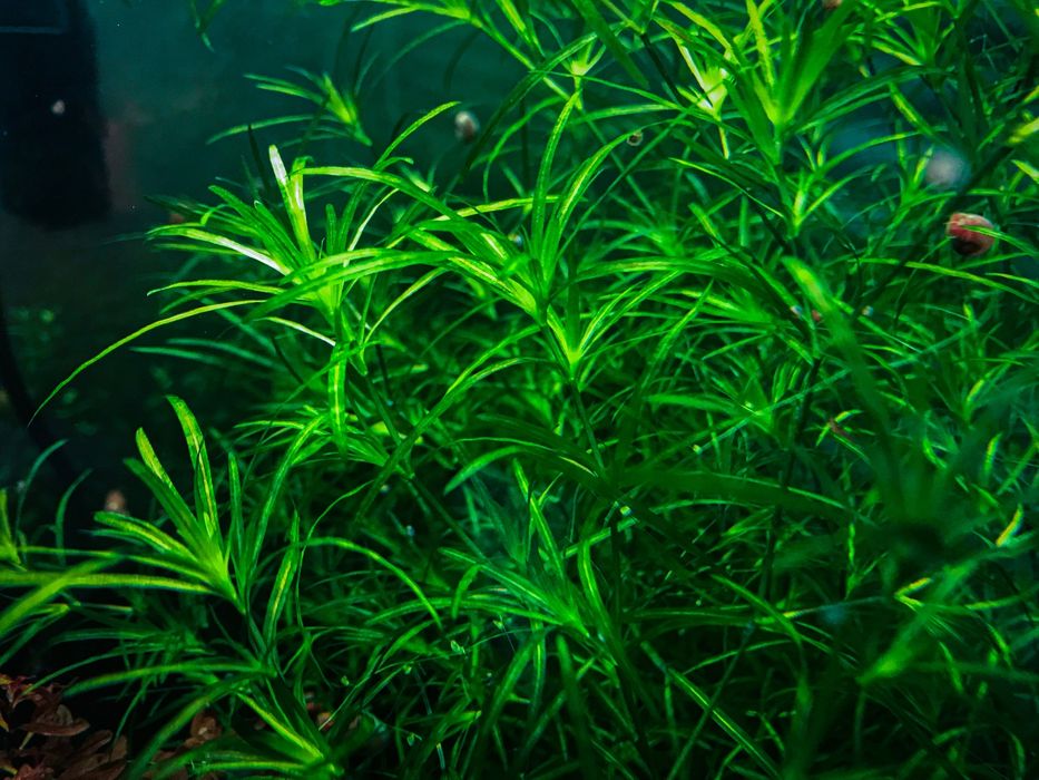 Najas guadalupensis guppy grass