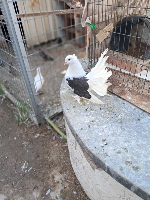 Pombos de leque de várias cores, pombos brancos e leques indianos