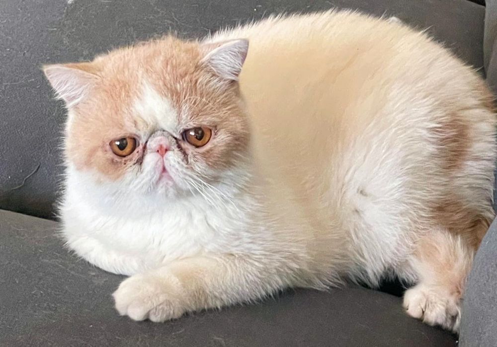 Gato PERSA Macho