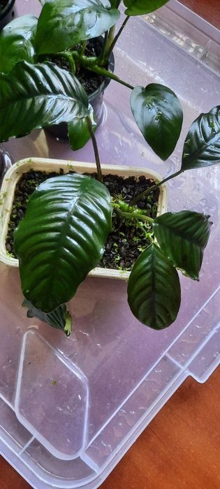 Анубіас Бартера нана, кофефолія