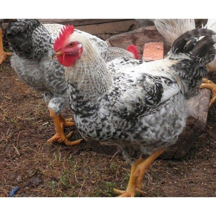 Продам молодых петушков