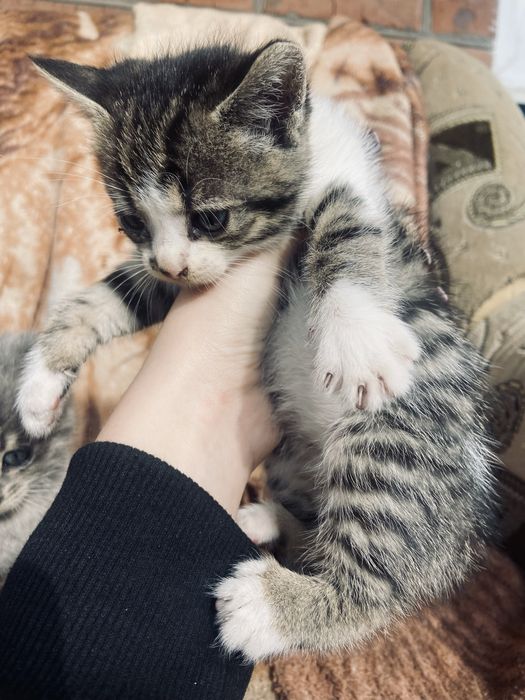 Віддам безкоштовно котиків