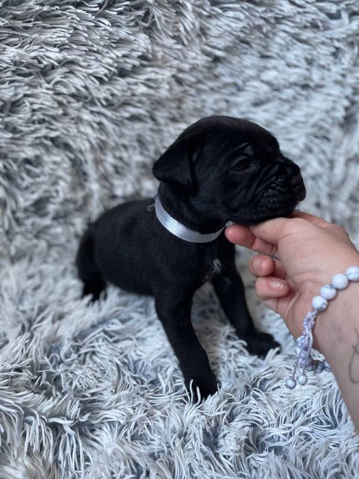 Щенки кане корсо . Цуценята кане корсо .  Кане корсо