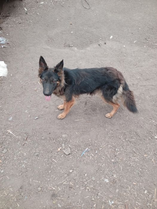 Продам немецкую овчарку